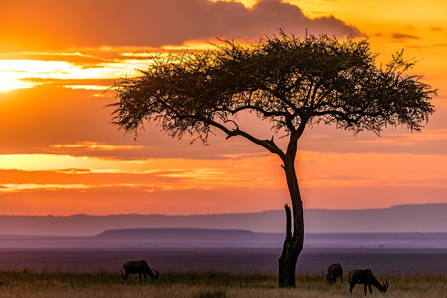 Maasai Mara Nationalpark